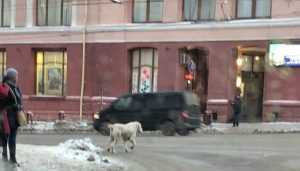 В Брянске сняли видео нападения алабая на девушку у «Галереи»