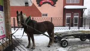 Брянцев рассмешила парковка для цыганских лошадей