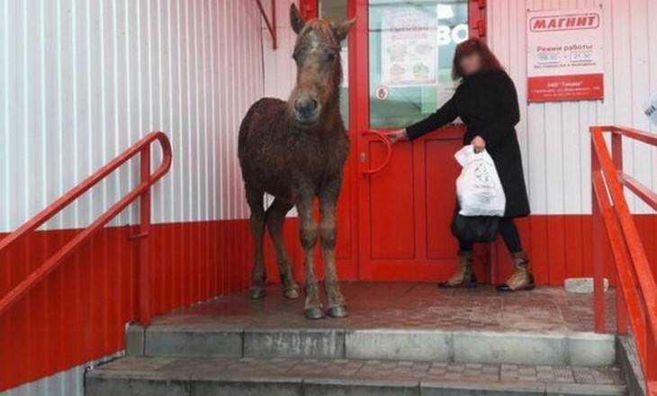 В брянский магазин «Магнит» заглянула лошадь