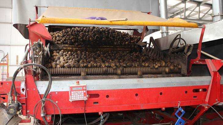 Погарская фабрика познакомила 10 стран мира с брянским картофелем