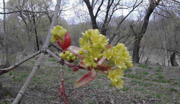 В Брянской области синоптики обещают тёплый март
