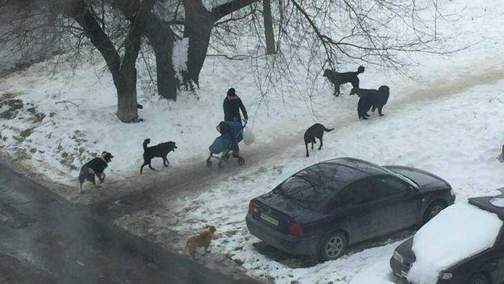 В Брянске женщина с ребенком попала в окружение семи собак