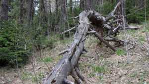 Опасный короед из Белоруссии подготовился к атаке на брянские леса