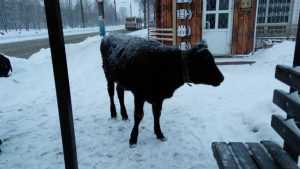 В Брянске на автобусную остановку забрел черный бык