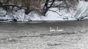 В Брянске заметили первых белых лебедей