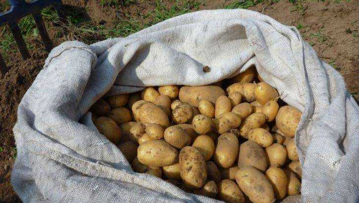 В Погарском районе брянца обвинили в краже картофеля на 450 тысяч