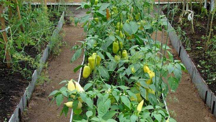 Причины выращивать овощи самостоятельно