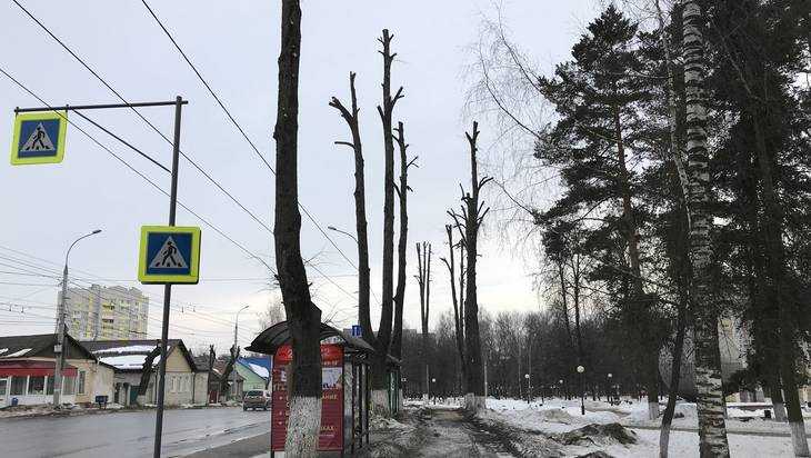 В Брянске деревья превратили в страшные чернобыльские рогатки