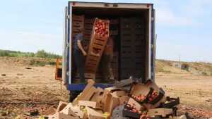 На брянском полигоне раздавили трактором опасные клубнику, яблоки и томаты