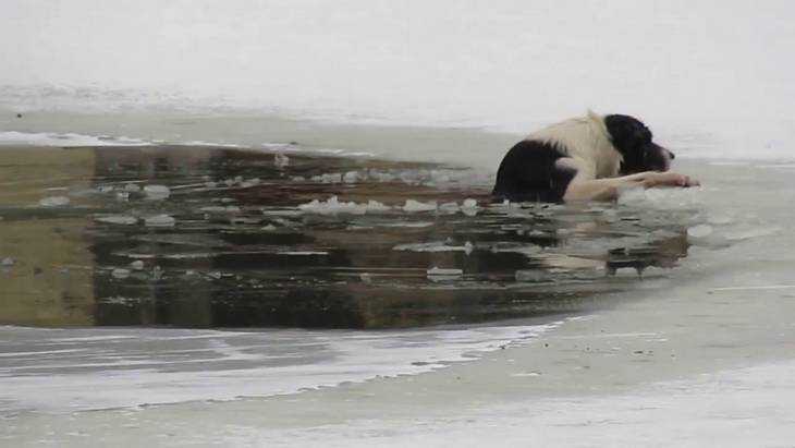 В Брянске мужчина утонул в реке Десне при попытке спасти свою собаку