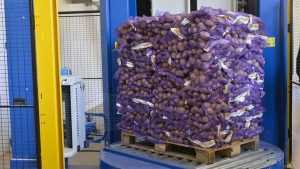 Европа прислала в Брянскую область 685 тонн картофеля с паршой