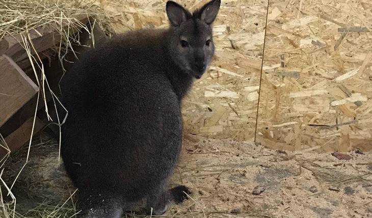 В Брянском зоопарке появился на свет кенгуренок