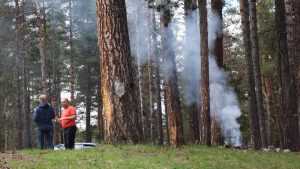 В брянских лесах бороться с пожарами будут с помощью огня