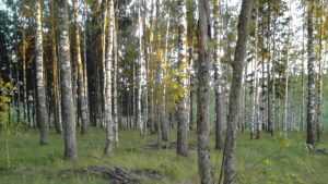 В Брянской области стартовал лесокультурный сезон‍