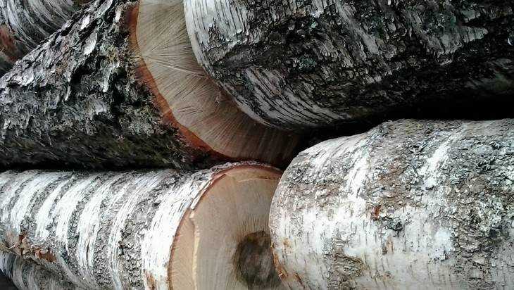 Два новозыбковца вырубили деревьев на 1,8 млн рублей