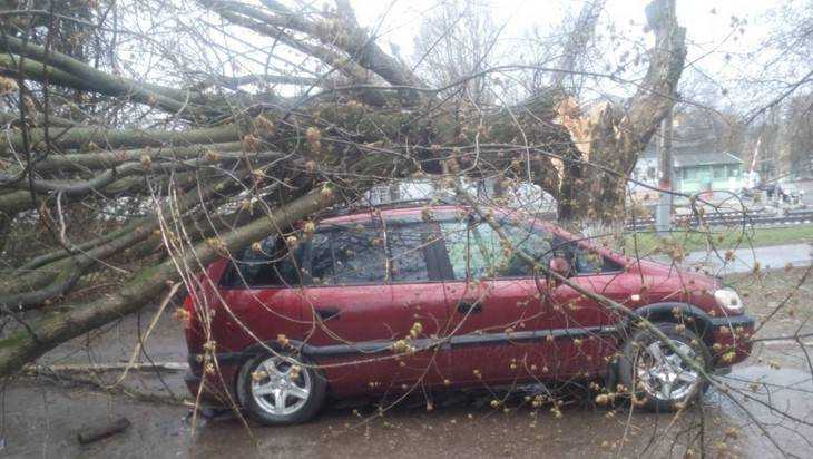 В Брянске рухнувшие из-за урагана деревья раздавили несколько машин