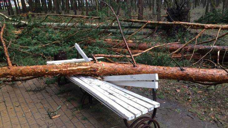 В Парке поколений Брянска поваленные ураганом деревья сломали скамьи 