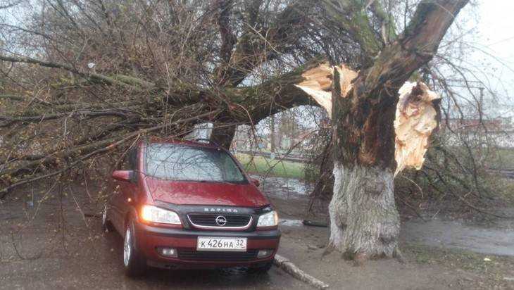В Брянске упавшие от урагана деревья раздавили несколько автомобилей