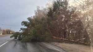 На Брянск обрушился ураганный ветер с грозой