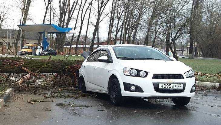 В Брянске упавшее от ураганного ветра дерево смяло легковушку