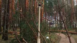 В Парке поколений Брянска поваленные деревья сломали скамьи‍ и фонари