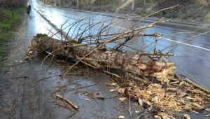 В Брянске ураганный ветер повалил 16 деревьев