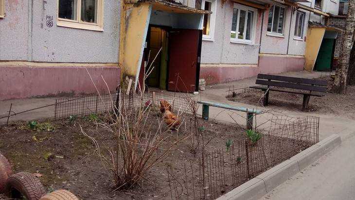 В Брянске пенсионерка превратила свою квартиру в курятник