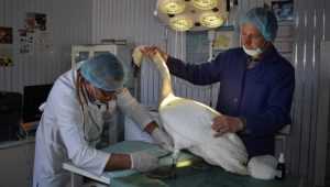Брянские ветеринары спасли раненого браконьерами лебедя