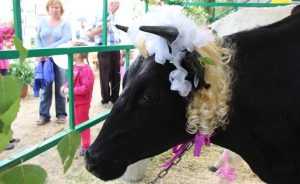 Брянских коров показали в Ленинградской области