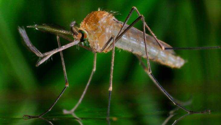 В «Брянском лесу» обрадовались полчищам ненасытных комаров