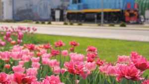 Территорию брянского завода украсили роскошными тюльпанами