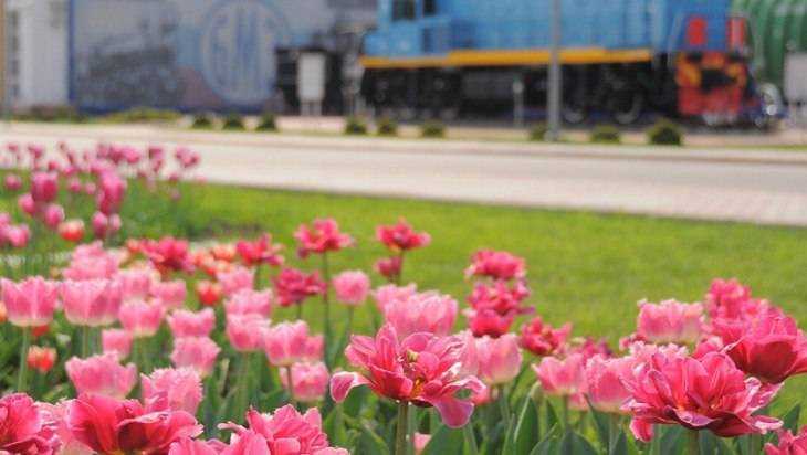 Территорию брянского завода украсили роскошными тюльпанами
