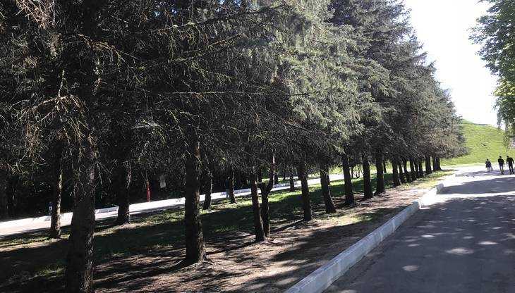 В брянском парке «Соловьи» погибла аллея из 44 елей