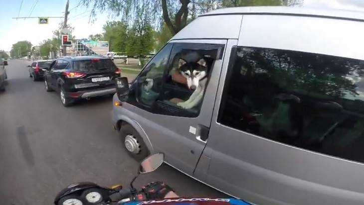 В Брянске сняли видео умной собаки за рулем микроавтобуса