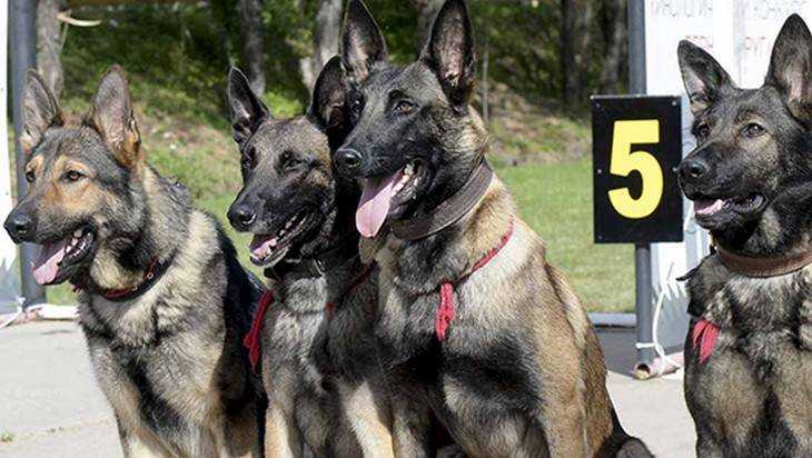Военнослужащие покажут своих собак на конкурсе «Верный друг»