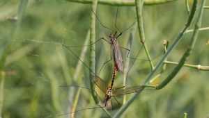 Брянскую область атаковали гигантские злые комары