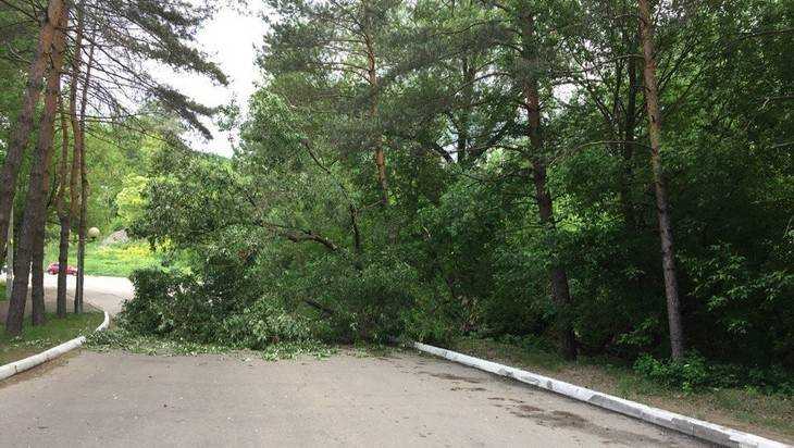 В Брянске убрали рухнувшее дерево, перекрывшее дорогу у бизнес-центра