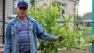 Семья Спириных из Почепского района вырастила 70 сортов винограда