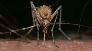 В Брянске обнаружили опасных комаров