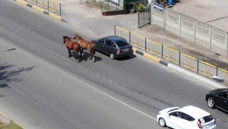 В Брянске цыганские кони выучили правила дорожного движения
