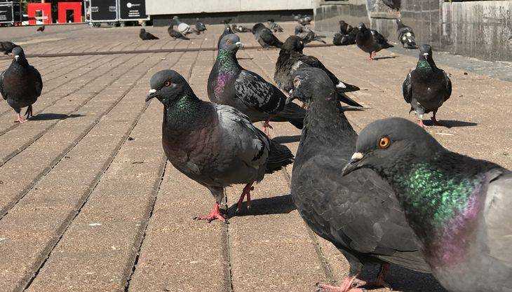 В Брянске площадь Партизан захватили сотни голубей