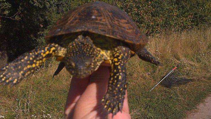 В Брянске сфотографировали греющихся болотных черепах