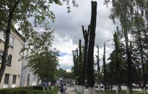 Страшнее не придумать: в Брянске казнили деревья