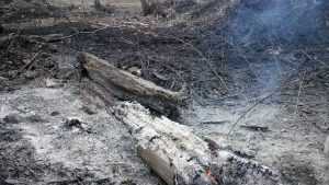 В Брянской области с помощью видеокамеры заметили пожар в лесу