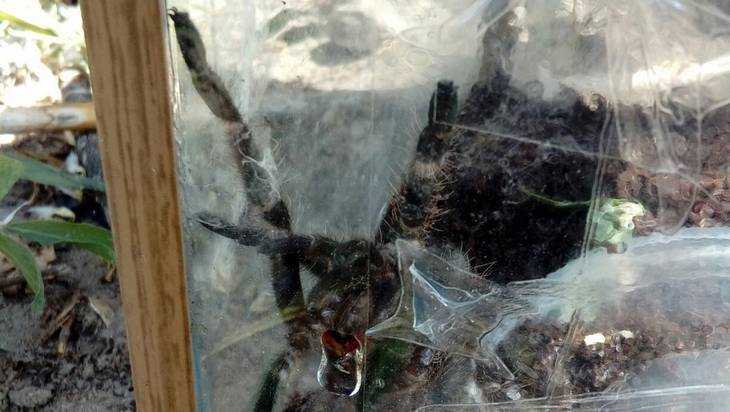 Жителей Брянска испугал гигантский паук возле детской площадки