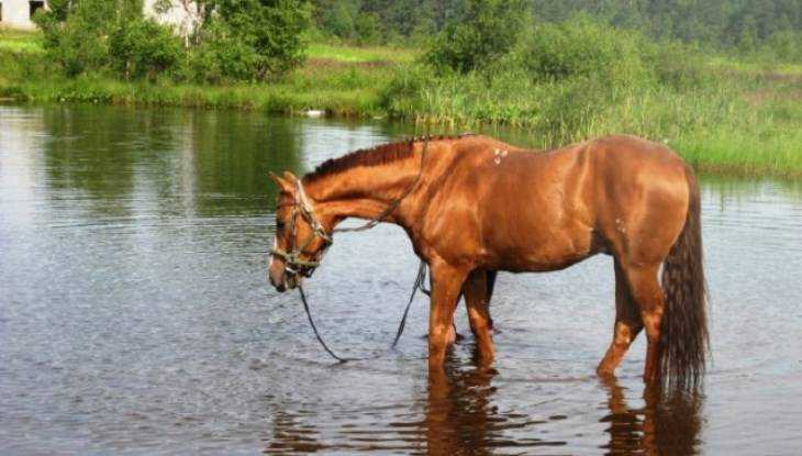 Брянский подросток утонул при переправе через реку на лошади