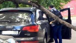 В центре Брянска на дорогой внедорожник рухнуло дерево