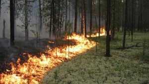 В Жуковском районе 14 спасателей потушили лесной пожар