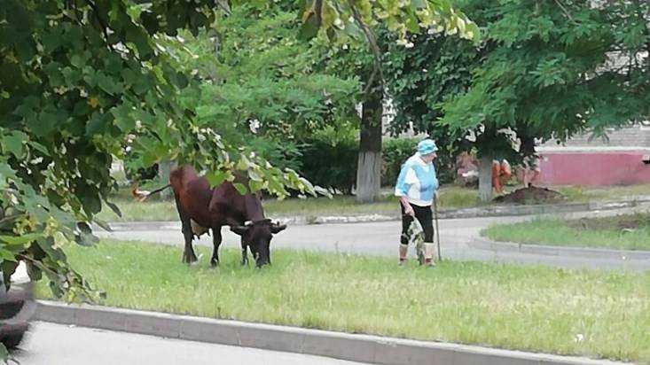 В Брянске сфотографировали пришедшую в школу по делам корову