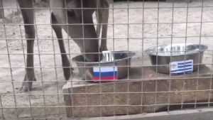 В Брянске олениха из зоопарка предсказала победу России над Уругваем